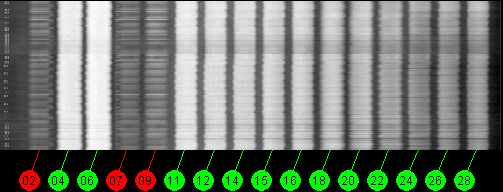 110w Broadcast 12200 MHz to 12700 MHz LHCP